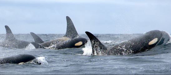 Picture taken by Holly Fearnbach, NOAA